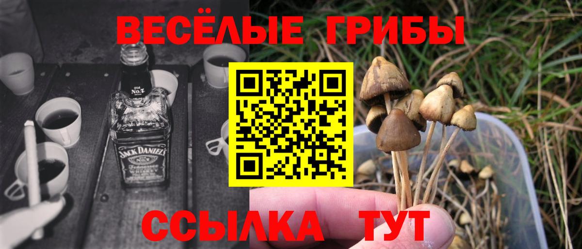 Псилоцибиновые грибы прущие грибы Майкоп
